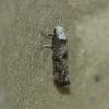 Paraswammerdamia albicapitella